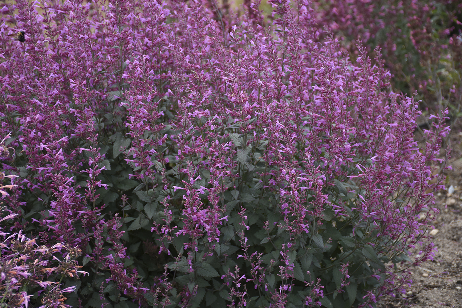 Agastache